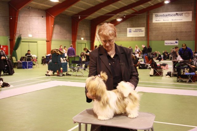 Shih Tzu Danmark